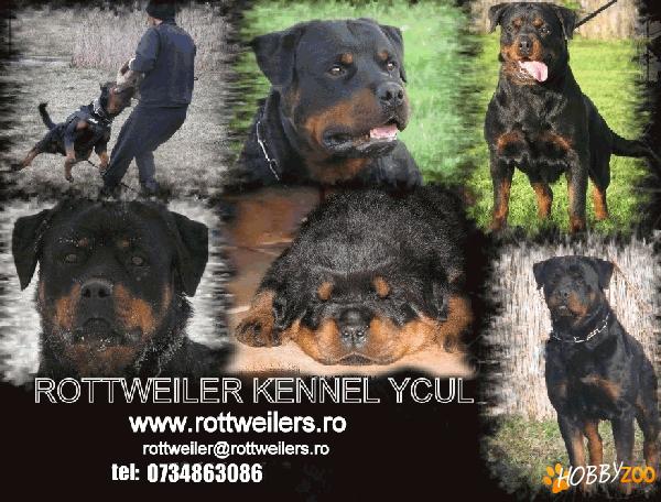 CATEI ROTTWEILER DE EXCEPTIE