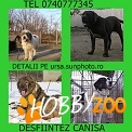 DESFIINTEZ CANISA URGENT