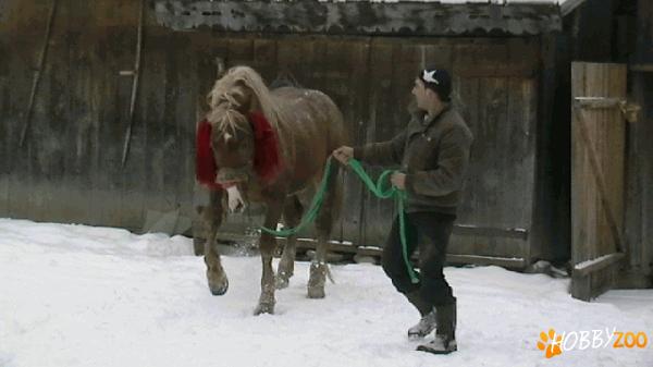 VAND ARMASAR VARSTA 3,5 ANI