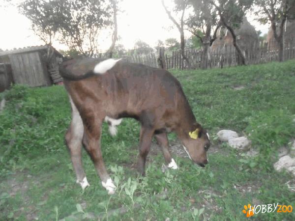 Vitel rasa holstein pur