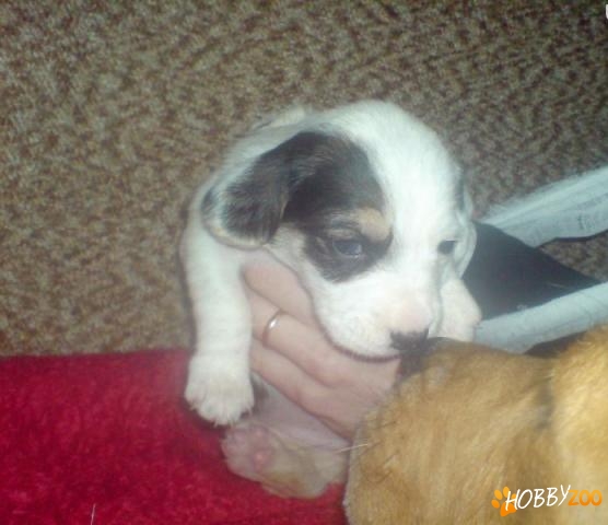 oferta de craciun pentru beagle