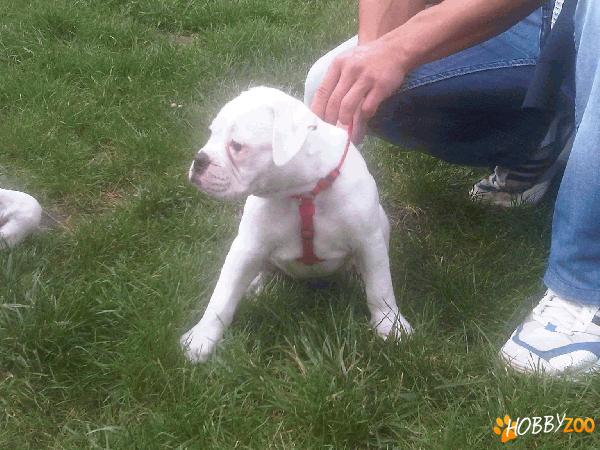 vand bulldog american!