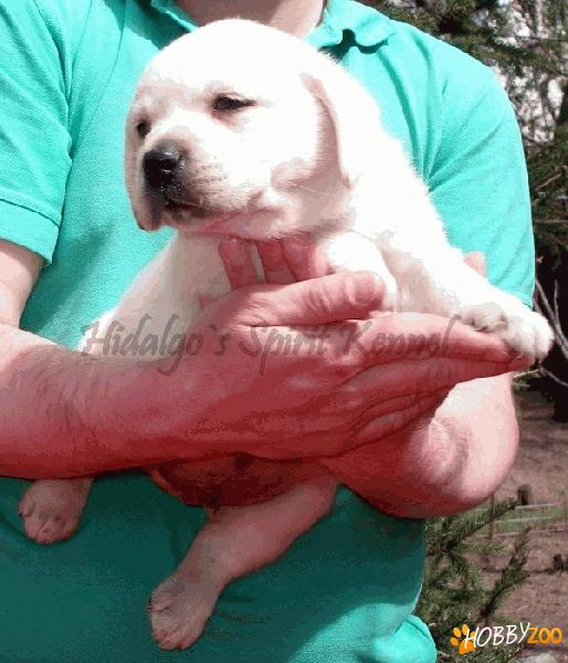 Pui Labrador Retriever Buzau