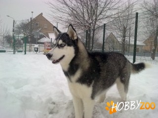 VAND HUSKY SIBERIAN !!