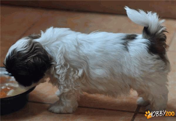 vand catei shih tzu
