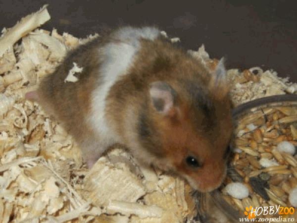 HAMSTERI OFERTA 10 lei !