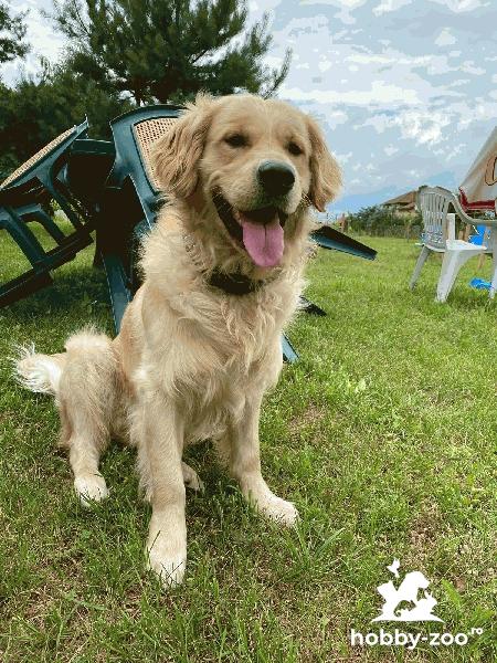 Golden Retriever caut partenera de joaca