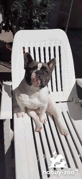 Monta bulldog francez  
