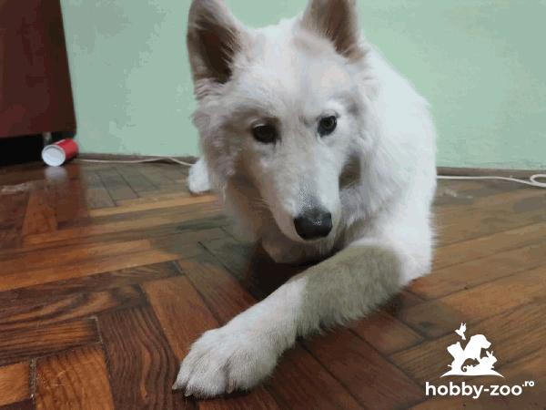Pui Samoyed de 8 luni