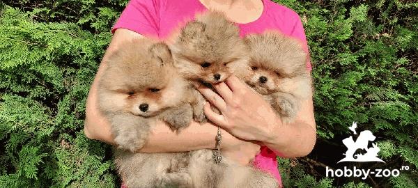 pomeranii pui BOO de rasă pură
