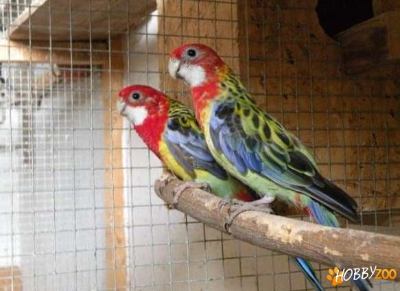 pereche papagali Rosella
