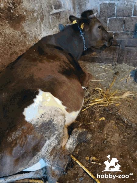 Vaca gestanta 9 luni, varsta 9 ani
