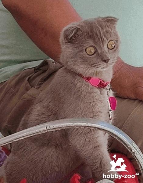Scottish fold caută iubit iubăreț.