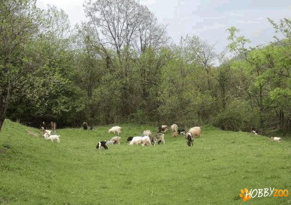 Capre cu acte in regula