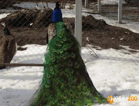 pauni adaptati conditiilor din nord