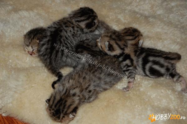 british shorthair silver tabby