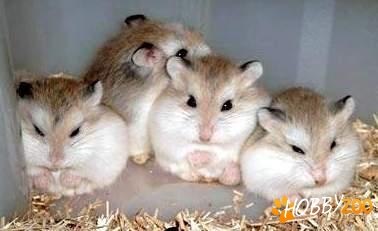 hamsteri pitici Roborovski 