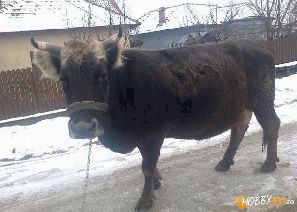 vaca gestanta si buna de lapte