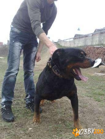 Caine Rottweiler mascul