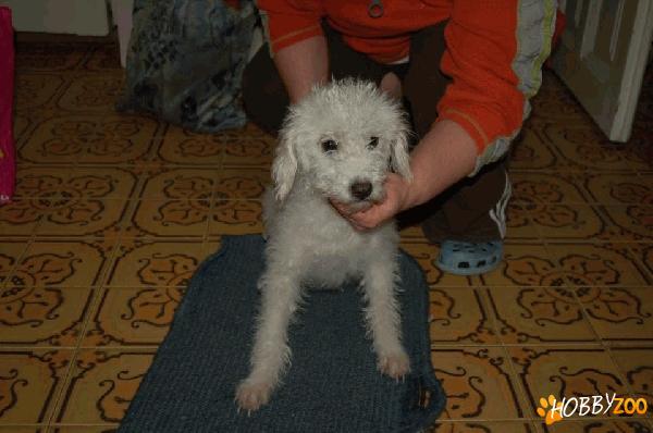 Gasit caniche alb femela