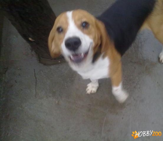 caine beagle mascul de vanzare