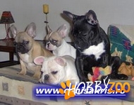 Catei Bulldog Francez alb cu negru