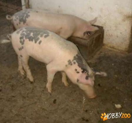 porci de rasa vaccinati