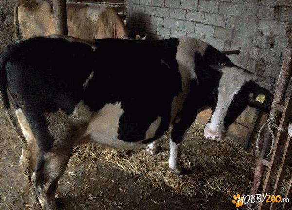 vaca holstein  prima fatare