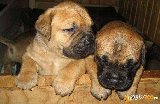 Vand Pui BULLMASTIFF