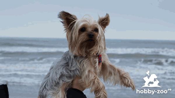 Mascul Toy Yorkshire Terrier caut p