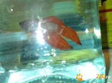 Schimb mascul betta splendis 