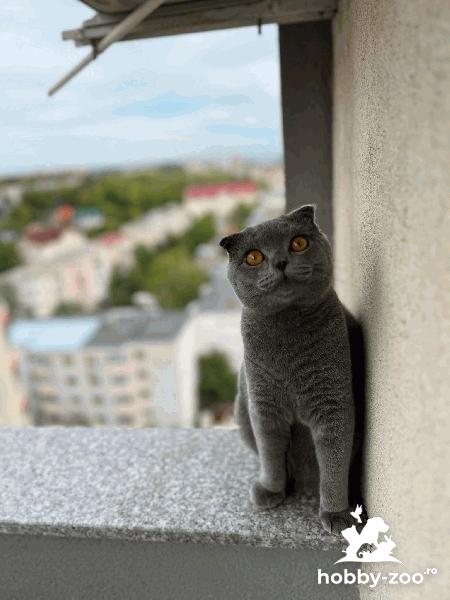 Looking for a girlfriend 