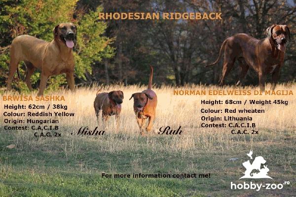 VAND PUIUTI DE RHODESIAN RIDGEBACK CU PEDIGREE - Hobby-Zoo.ro