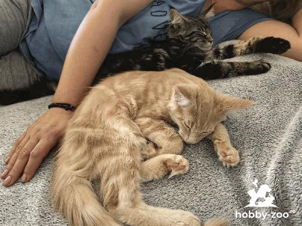 Vând pui MaineCoon, rasă pură, părinți campioni