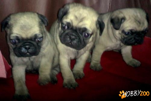 Mops de vanzare