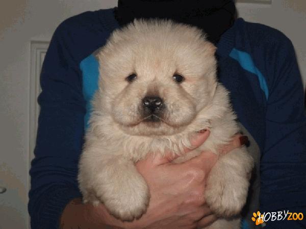 vand catei chow chow