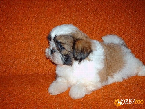 Vand pui de Shih Tzu 