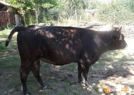 taur rasa olandeza varsta
