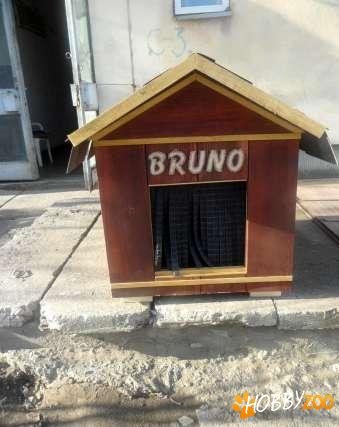 execut cotete pentru catei