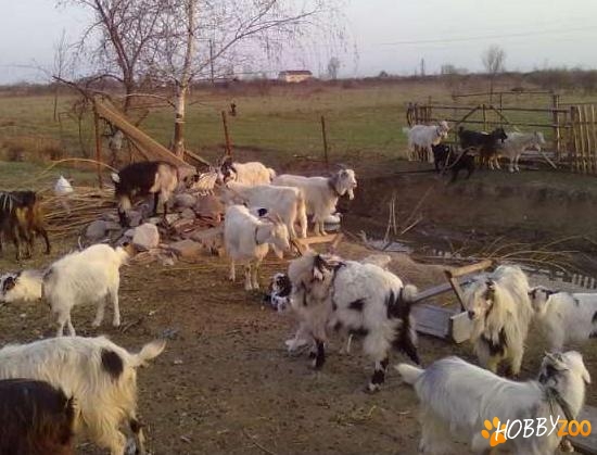 vand capre toate fatate