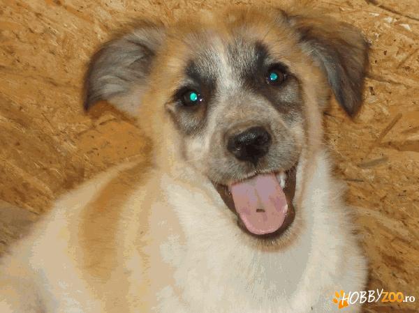 Adoptati-l pe Foly cel grasunel!