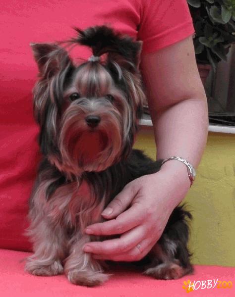 Vindem Yorkshire Terrier