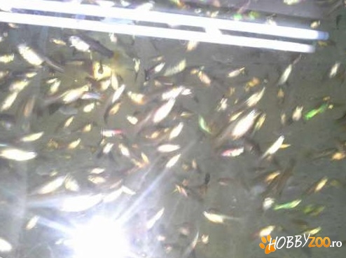 Pesti de vinzare molly ,carasi