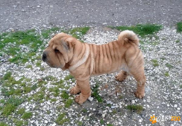 crescator vand exemplar sharpei
