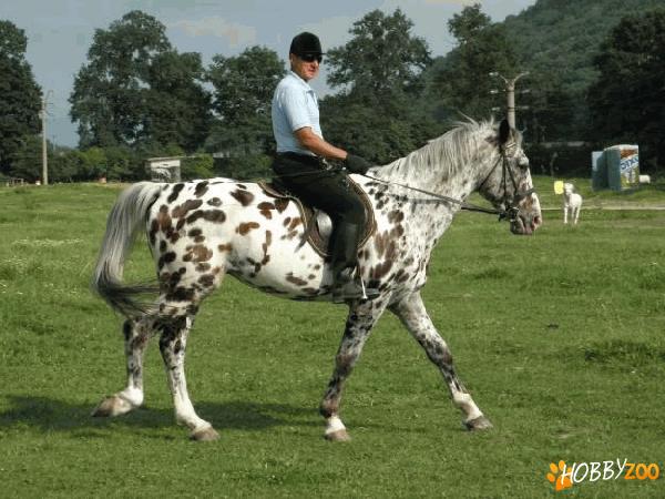 armasar de rasa appaloosa