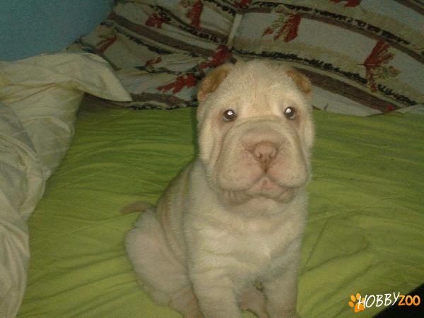  Super Oferta Puiut Shar-pei