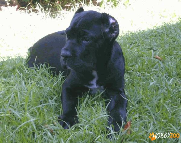 pui de cane corso din parinti cu pedigre 