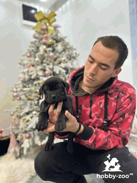 Presa Canario catelusi de vanzare