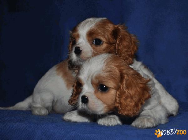 vindem pui cavalier king