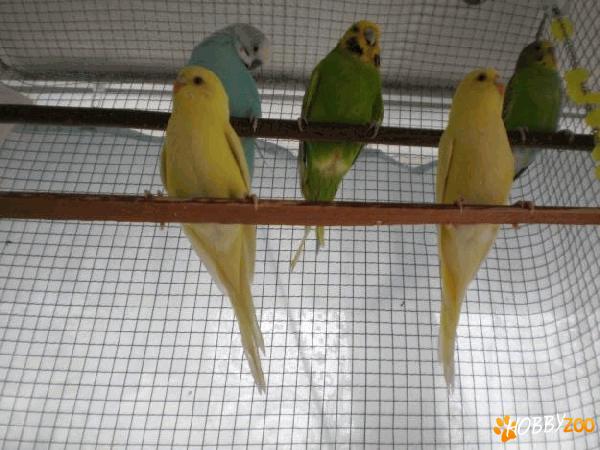 crescator ofer perusi